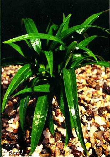 Chlorophytum viridis - Zelenec
