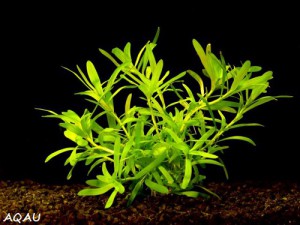 heteranthera-zosterifolia---kosokvet-uzkolisty.jpg