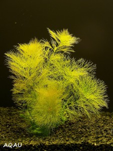 limnophila-aquatica---bahnatka-vodni.jpg