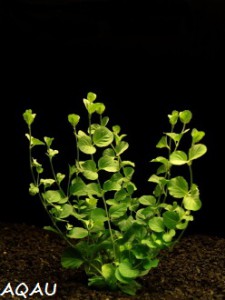 rotala-rotundifolia---kolovka.jpg