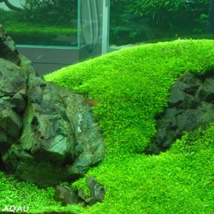utricularia-graminifolia---bublinatka-travolista.jpg