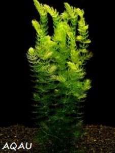ceratophyllum-demersum---ruzkatec-ponoreny.jpg