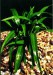 Chlorophytum viridis - Zelenec