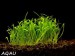 Lilaeopsis novae zelandiae - Liliovníček novozélandský