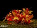 Ludwigia peruensis - Zakucelka paruánská