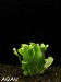 Samolus valerandii - Solnička drobnokvětá