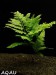 Selaginella wildenowii - Vraneček deštníkovitý