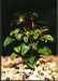 Ammania senegalensis - Tuhanka senegalská