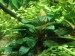 Anubias Coffeifolia - Anubis Barterův ´kávovníkolistý´