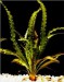 Aponogeton crispus - Kalatka kadeřavá