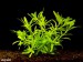 Heteranthera zosterifolia - Kosokvět úzkolistý